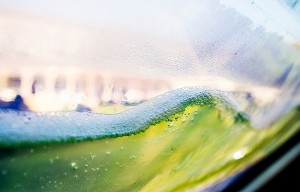 algaetecture-3